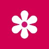 Pink square with white flower in the centre